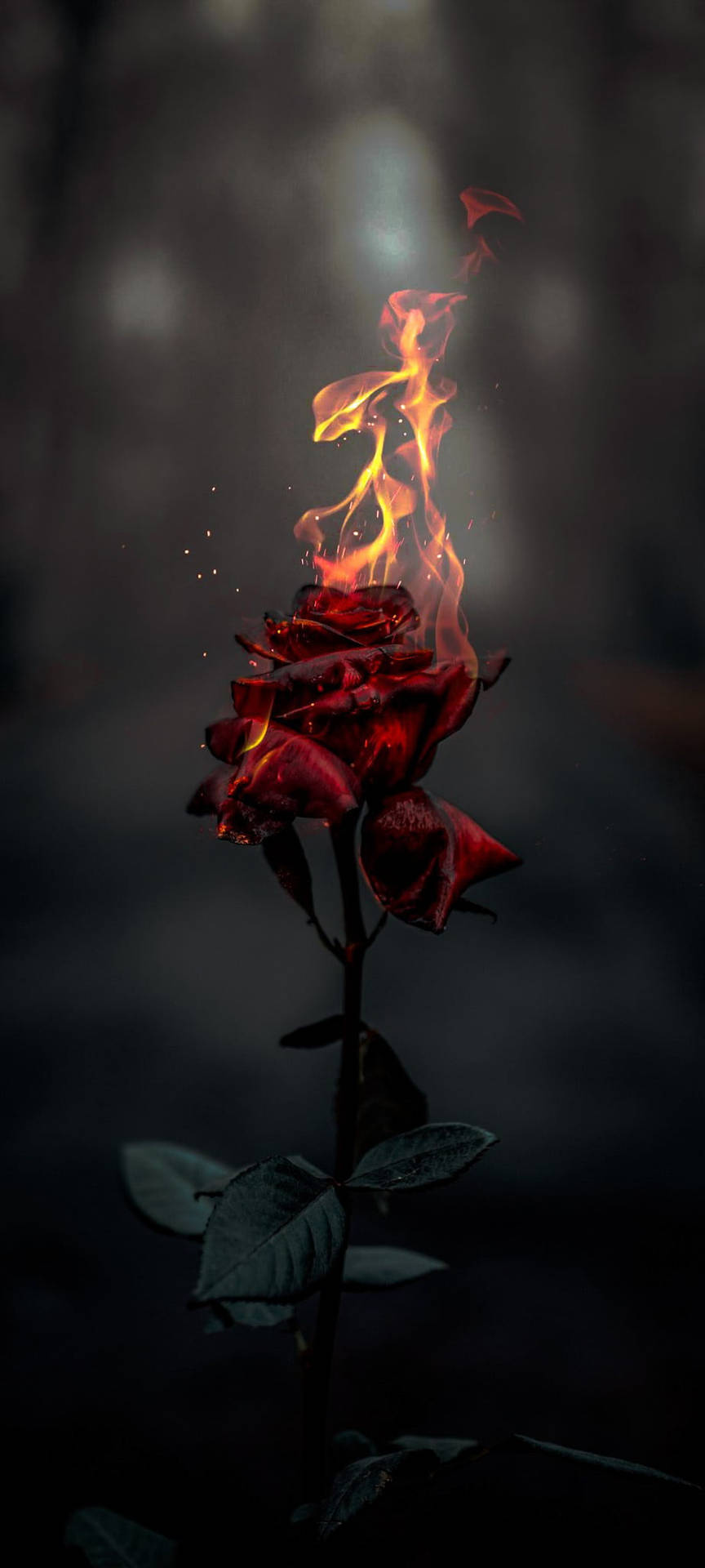Burning Rose Aesthetic Wallpaper