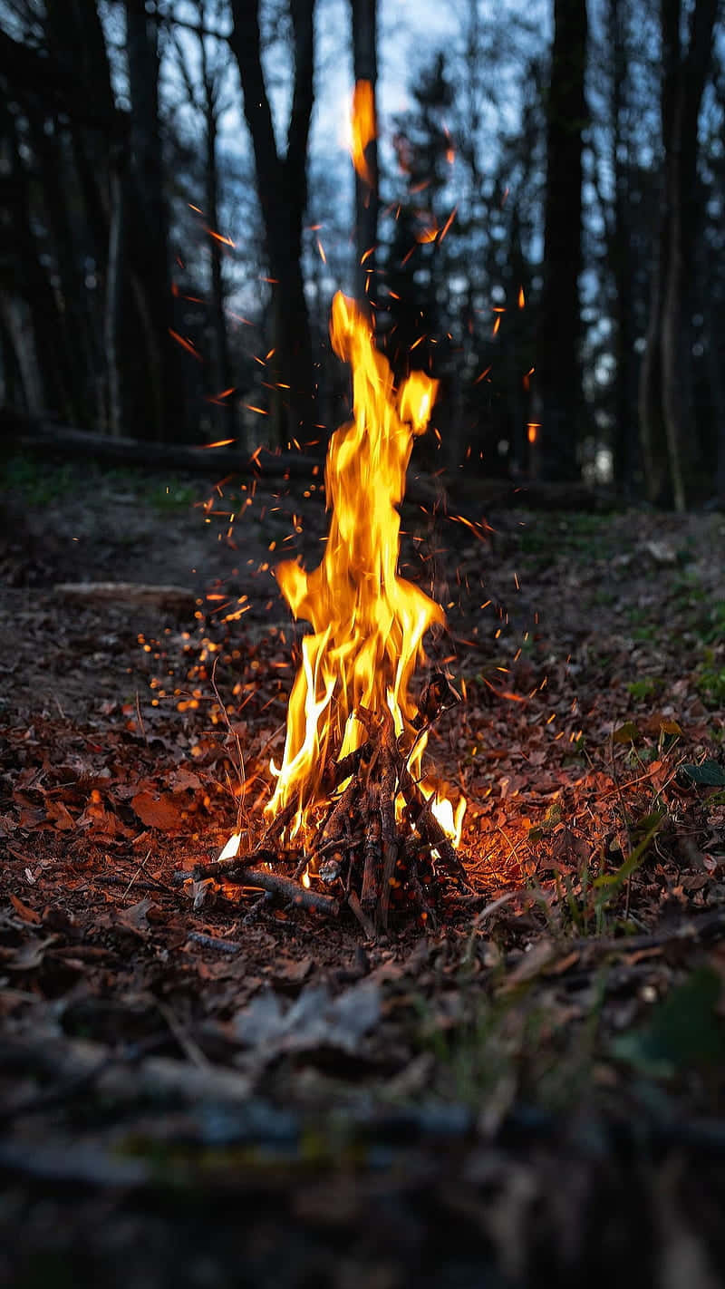 Burning Twigs Forest Campfire Wallpaper