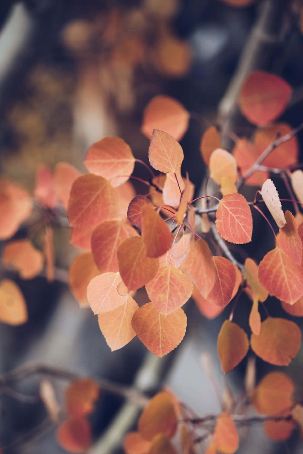 Burntorange Hintergrund Mit Blätter-cluster