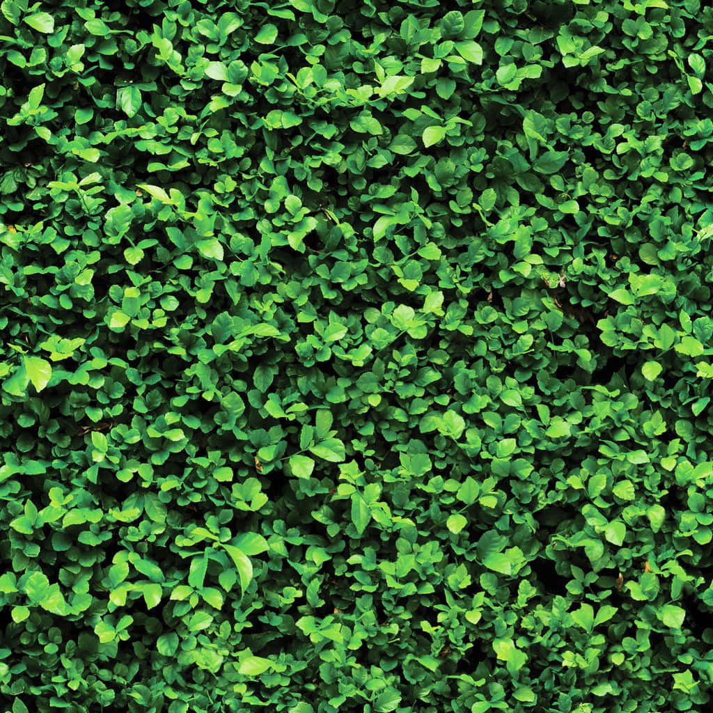 A Close Up Of A Green Hedge