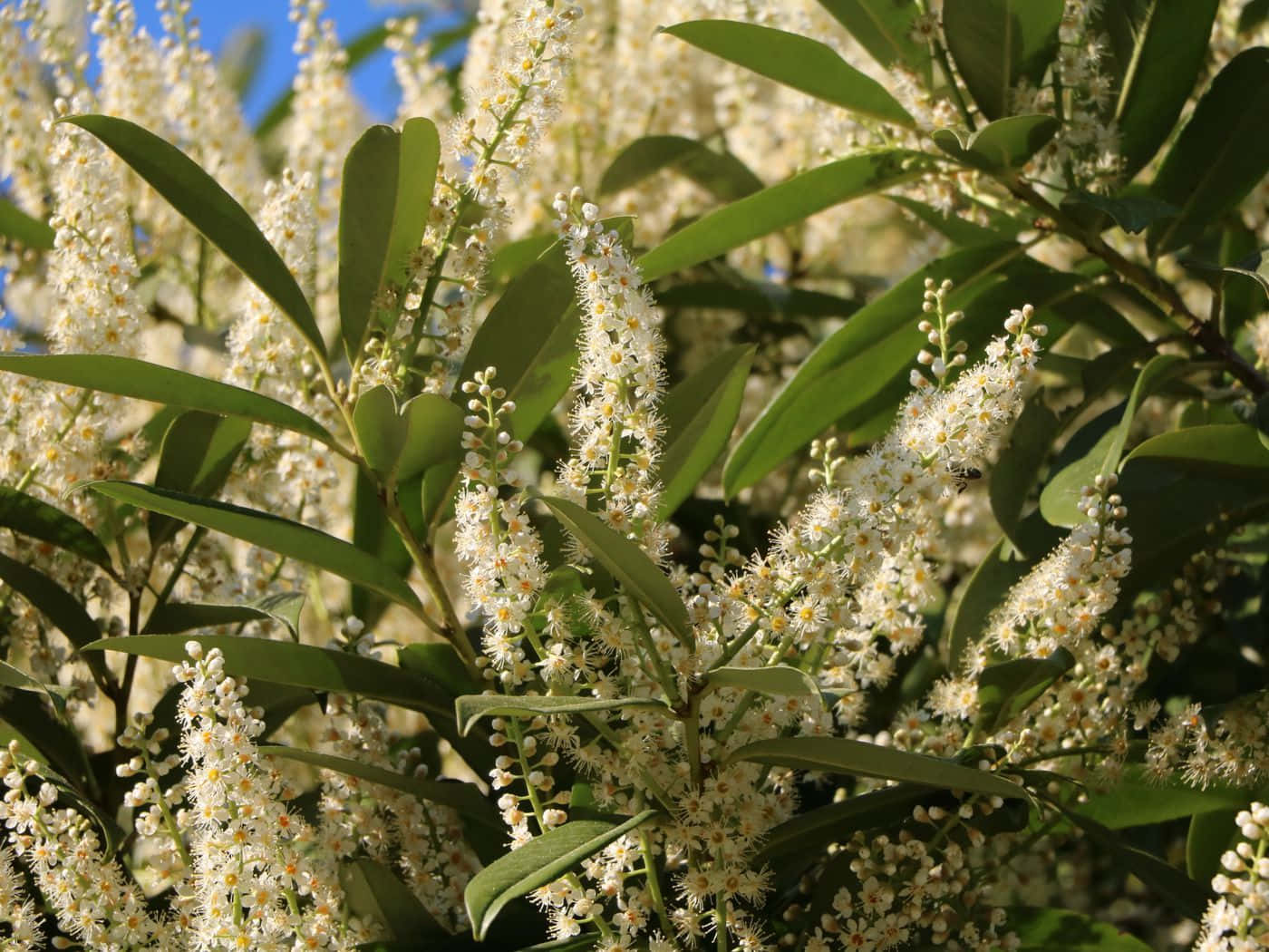A Tree With White Flowers