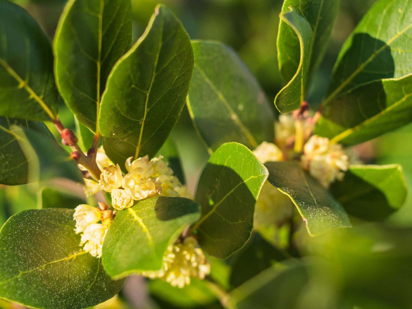 A Close Up Of A Leaf With Yellow Flowers
