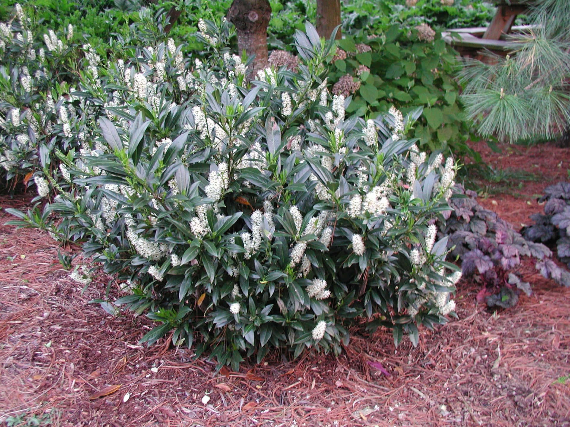 A Bush With White Flowers In The Middle Of The Yard
