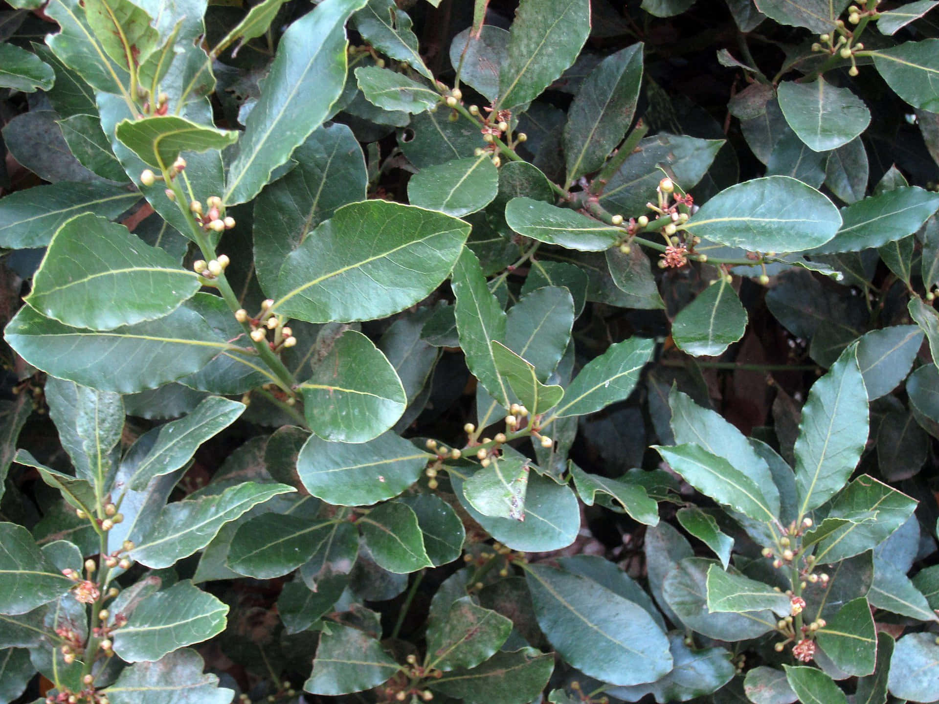 A Bush With Green Leaves And Small Flowers