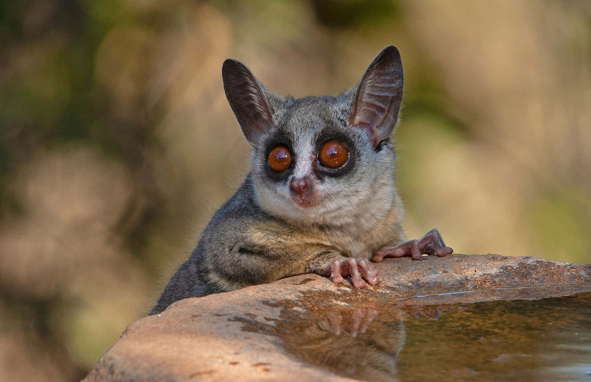 Bush Baby With Large Eyes Wallpaper