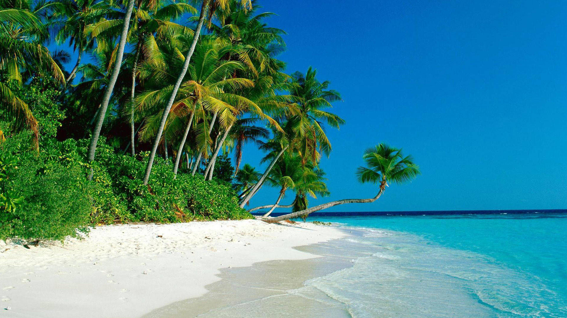 Bushes And Coconut Trees Lined Up On White Sand Picture