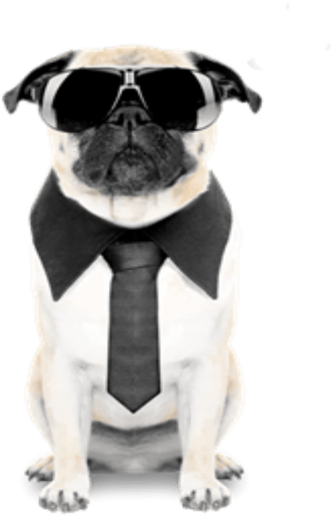 Business Pug In Sunglasses PNG