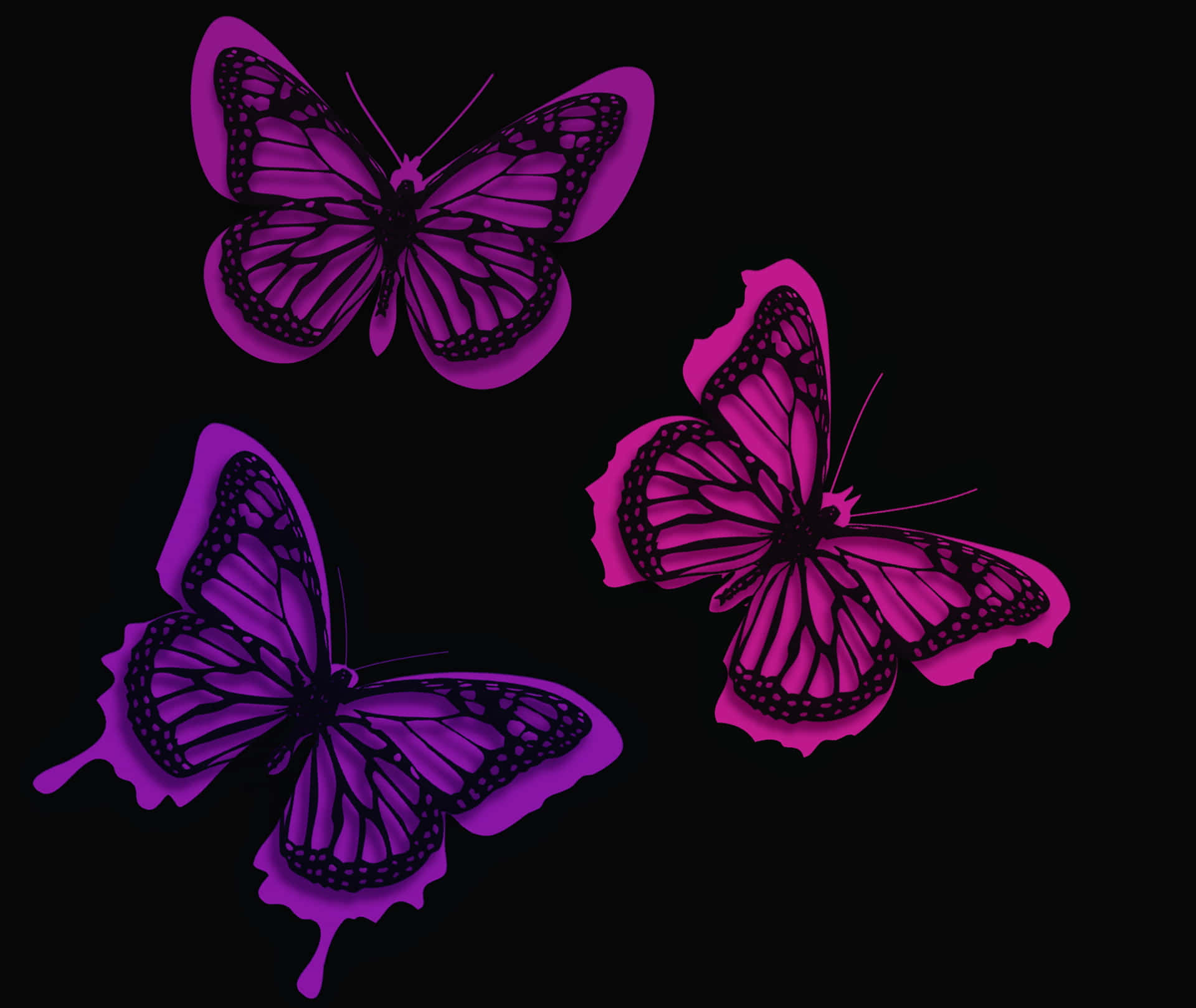 Download Three Purple Butterflies On A Black Background | Wallpapers.com