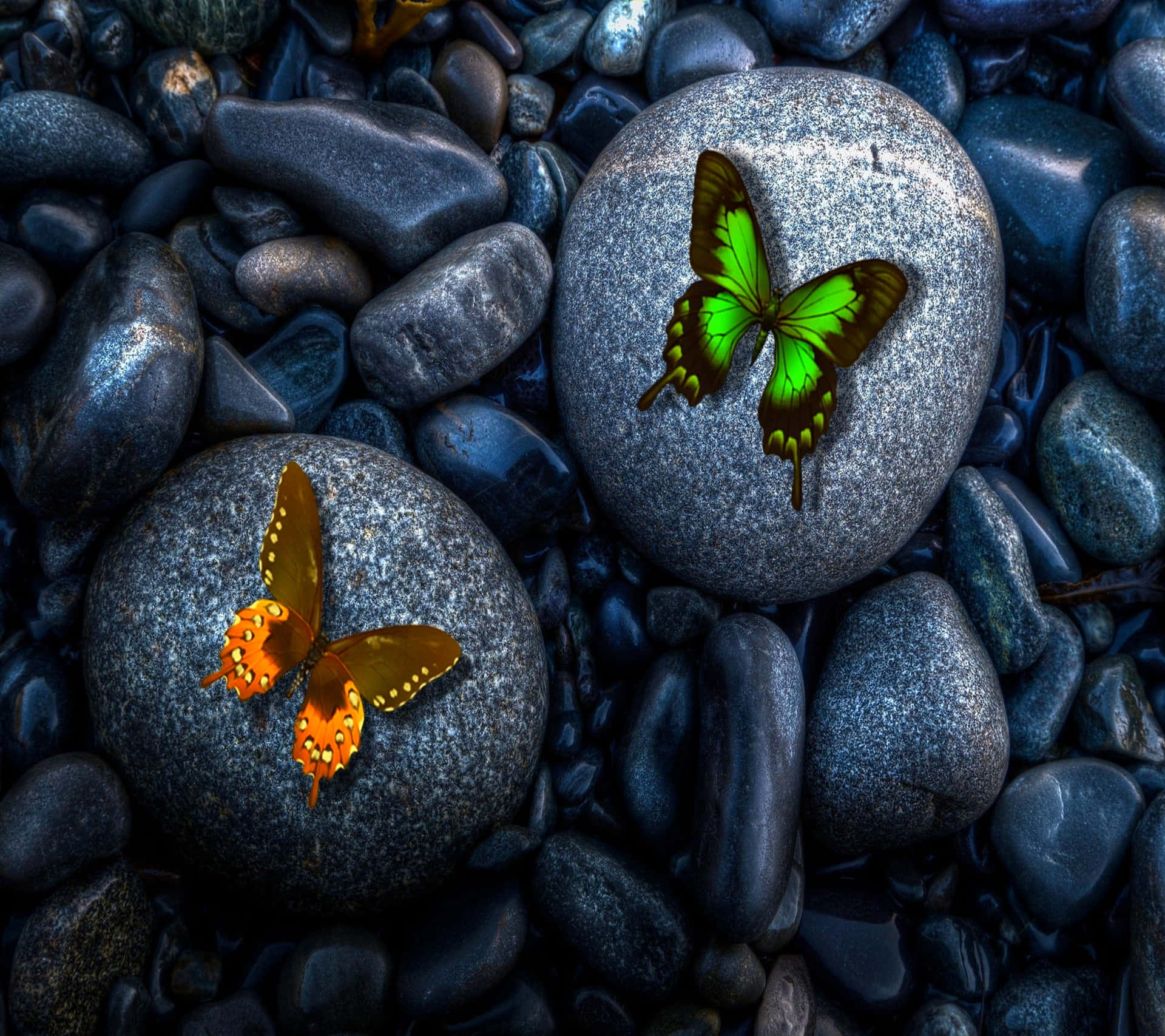 Denmjuka Och Livfulla Skönheten Hos De Färgglada Fjärilarna.