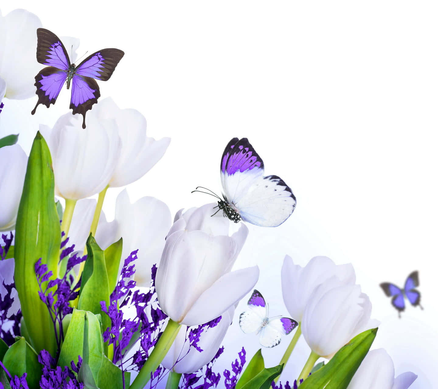 Bellezzadella Natura - Farfalle Monarca