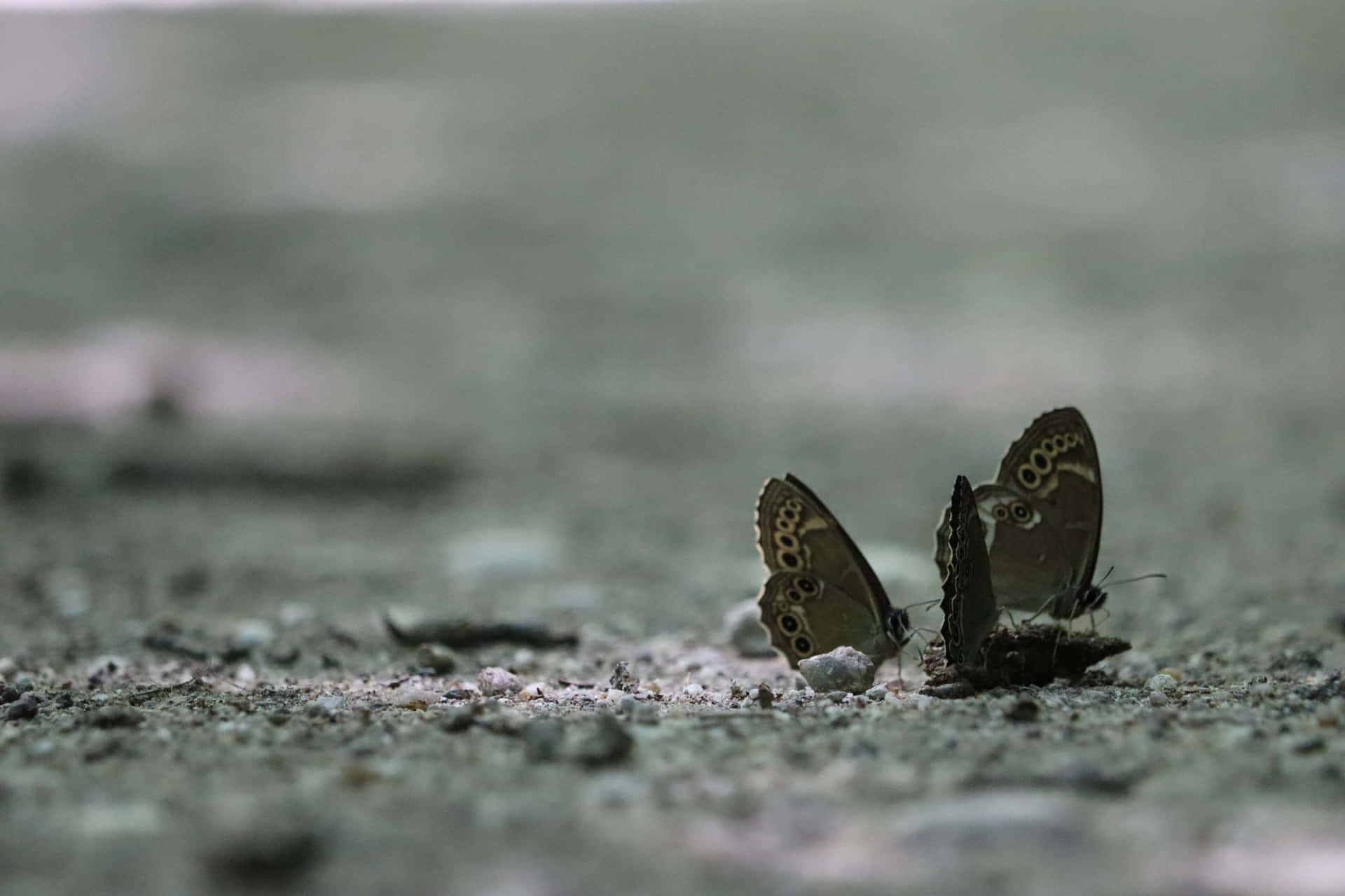 Tvåfjärilar På Marken Med Smuts På Dem