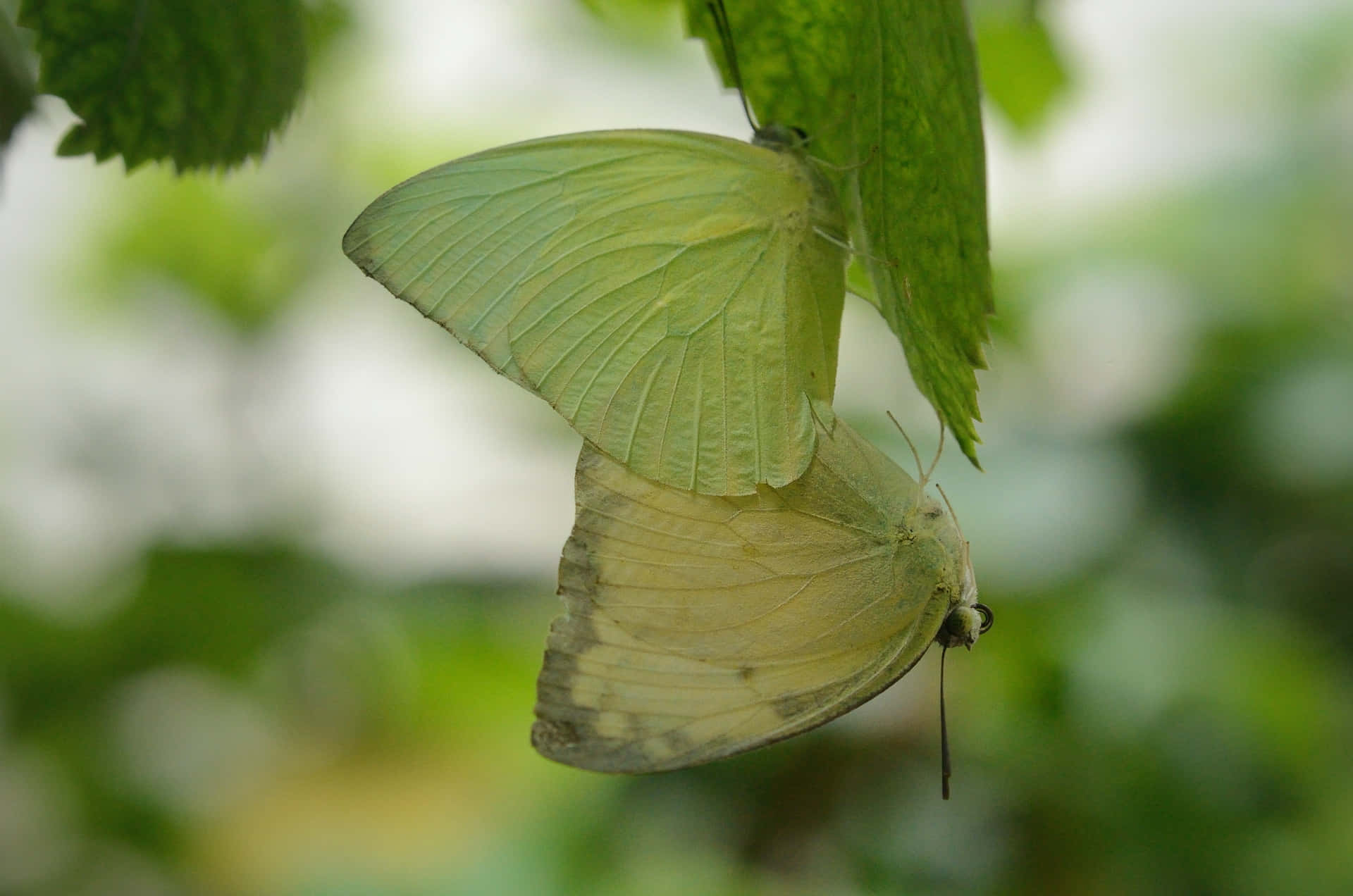 Bellezzadella Natura - Una Calda Giornata Estiva Piena Di Coloratissime Farfalle