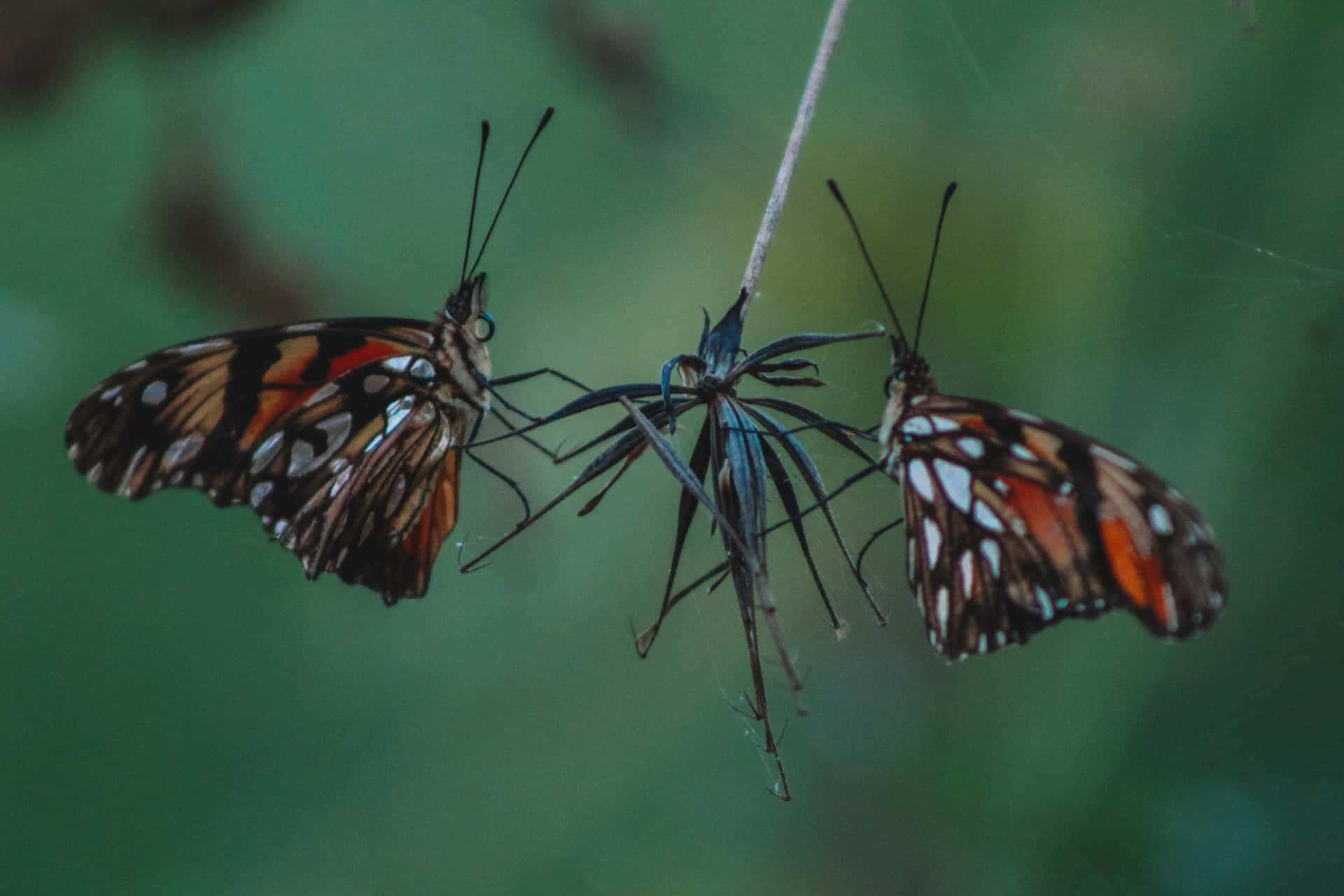 Bright and Colorful Butterflies on a Flowering Plant