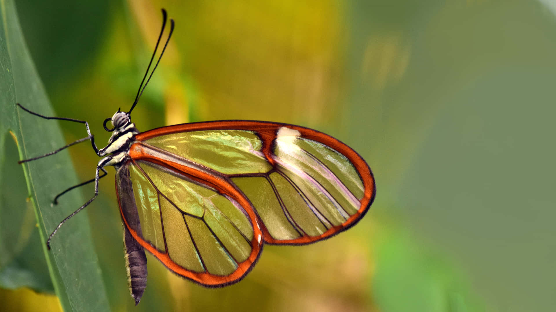 A Butterfly Is Sitting On A Leaf Wallpaper
