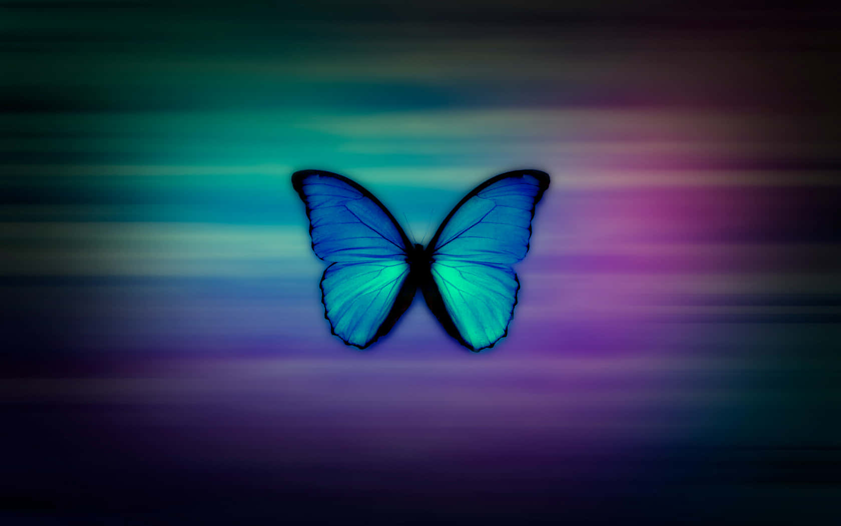 Enjoy the beauty of life with a Butterflies Laptop Wallpaper