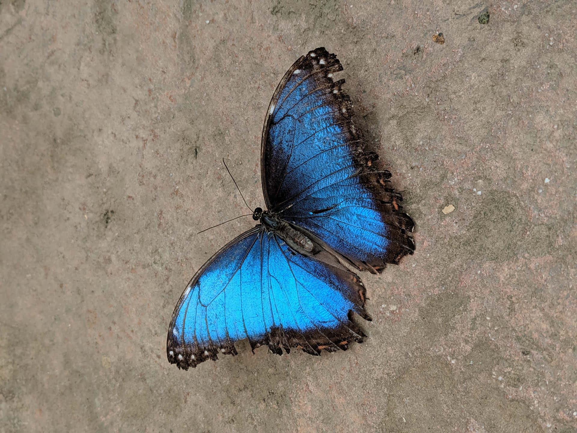 En blå sommerfugl hviler på jorden Wallpaper