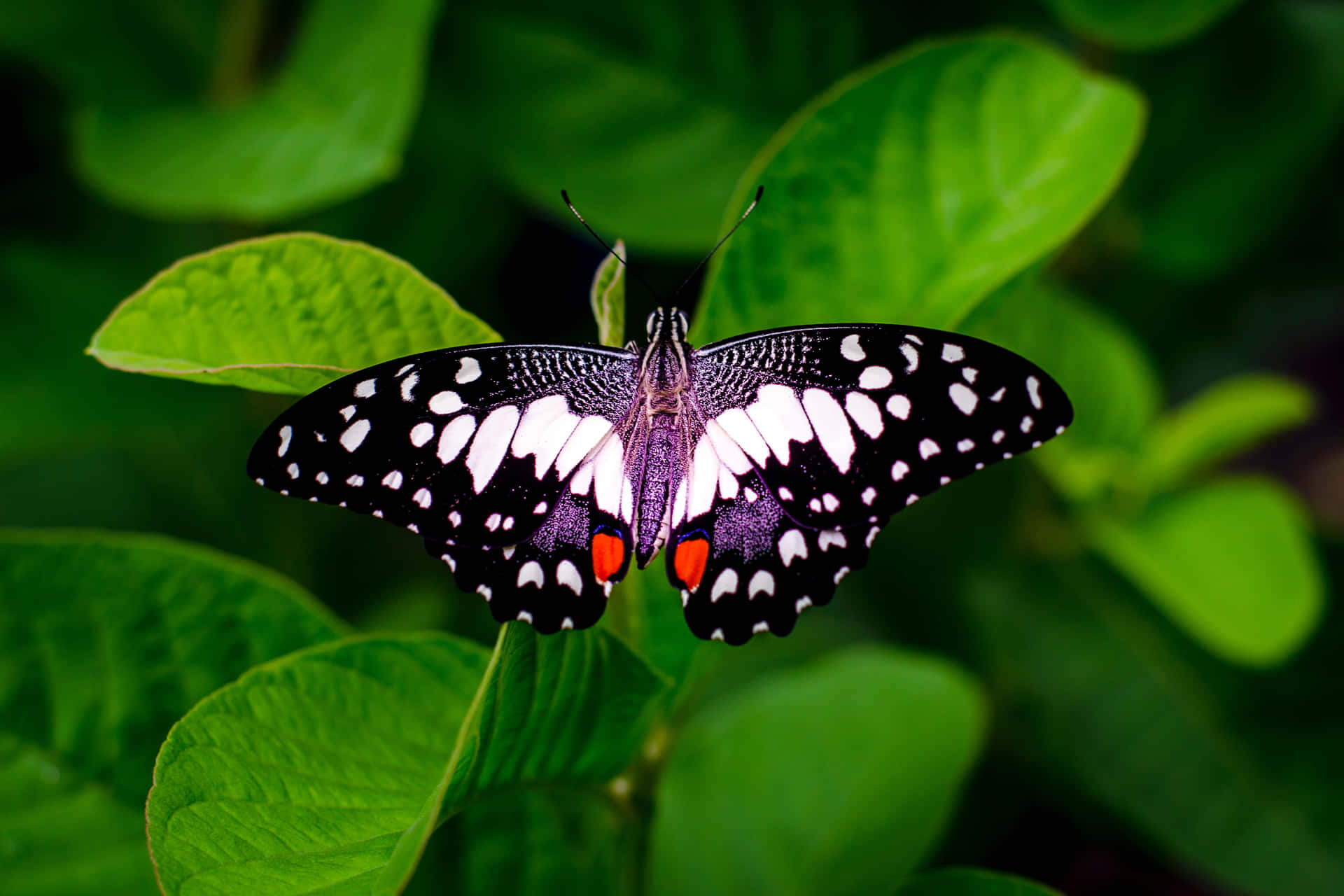 A colorful butterfly spotted resting on the keys of a sleek laptop Wallpaper