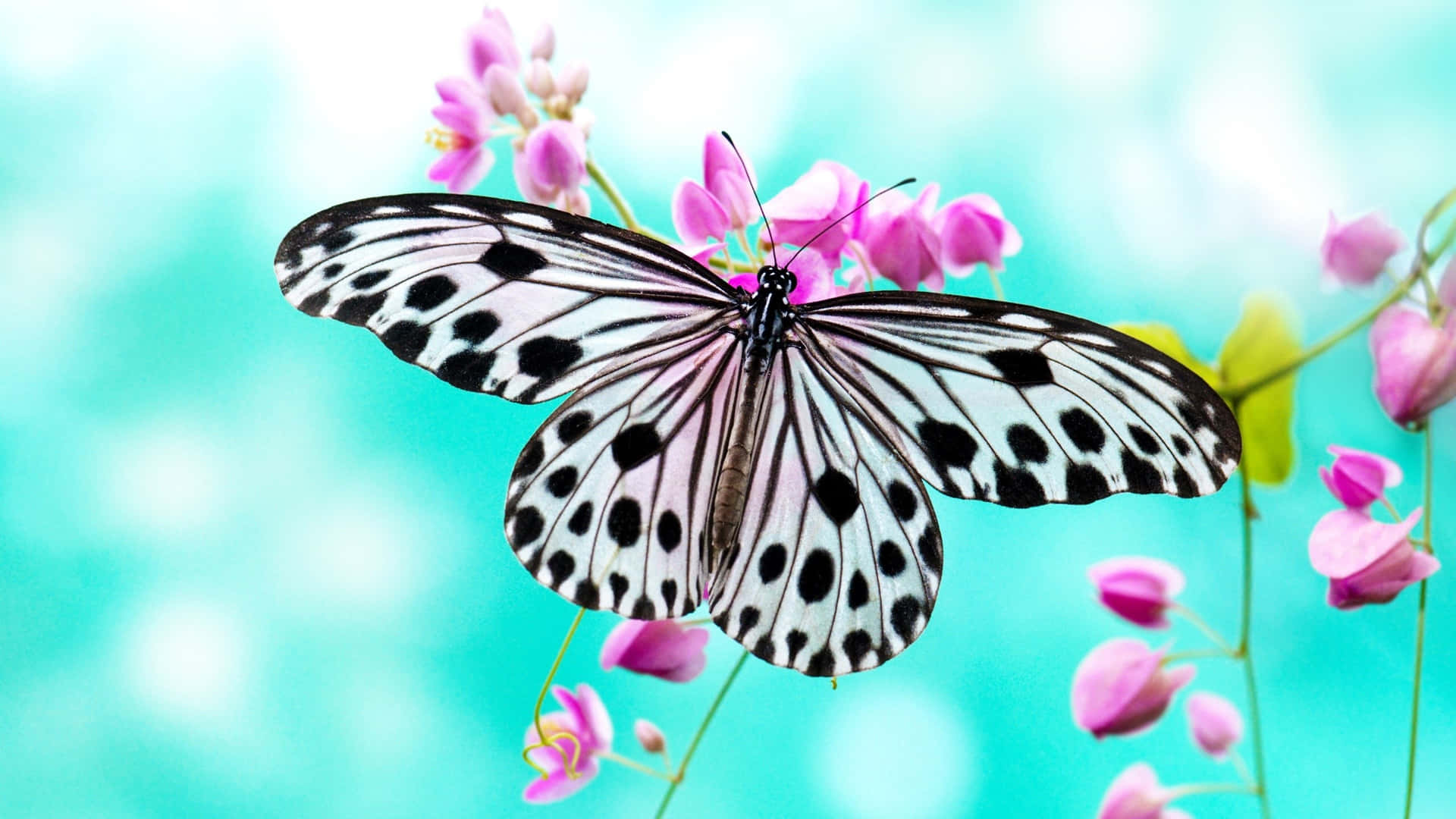En sommerfugl sidder på en lyserød blomst Wallpaper