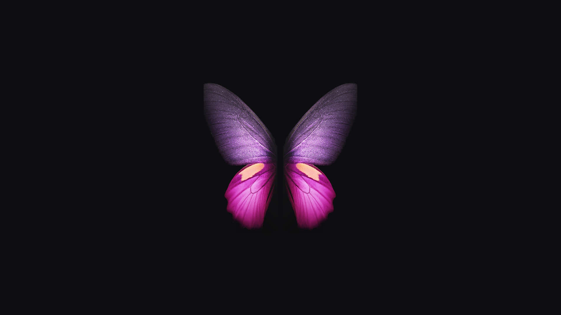 Et lilla sommerfugl er vist på en sort baggrund. Wallpaper