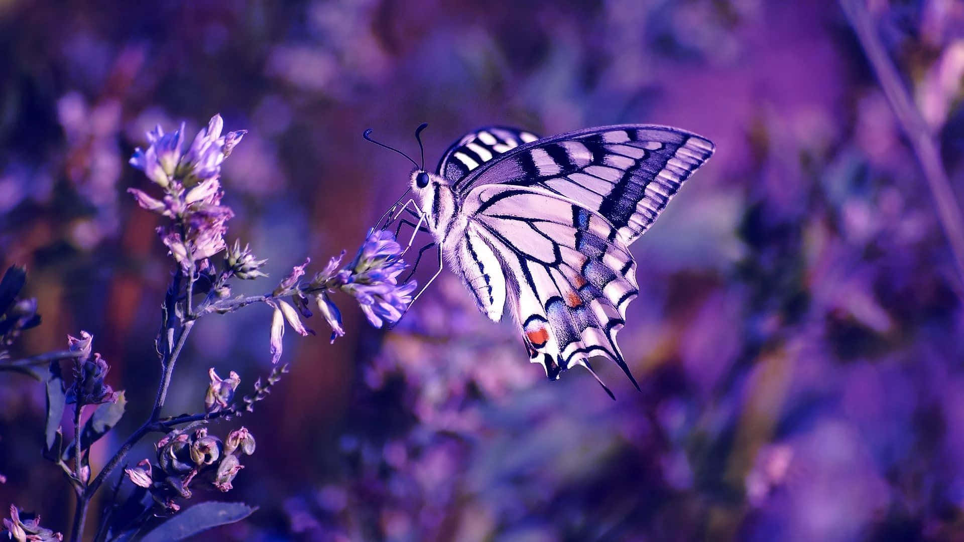 Colorful butterflies take flight on a laptop Wallpaper