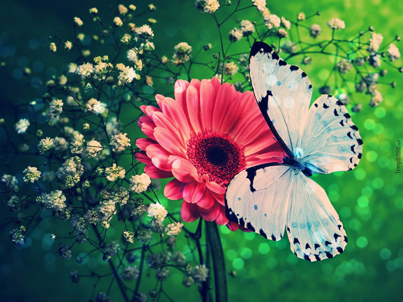 A Butterfly Is Sitting On A Flower