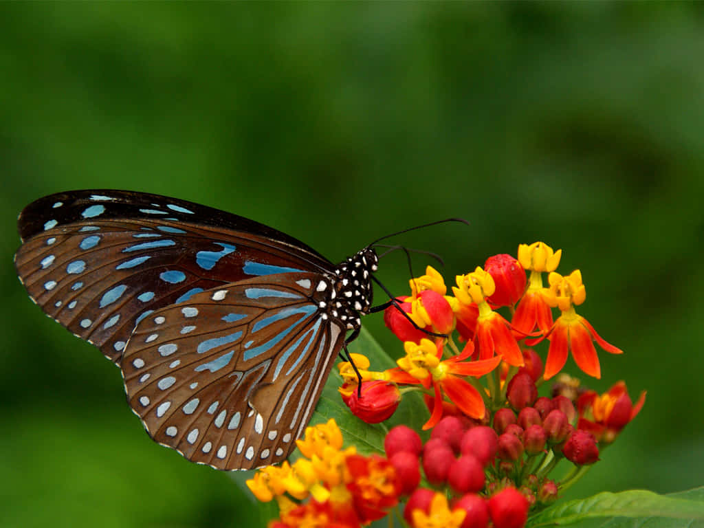 Different species of butterflies join together to create a colorful pattern.