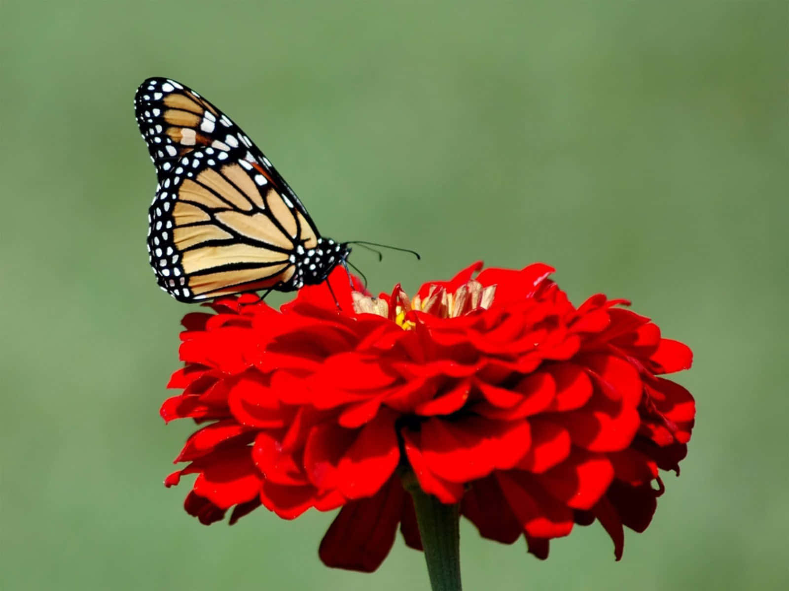 “Butterfly Beauty in Nature“