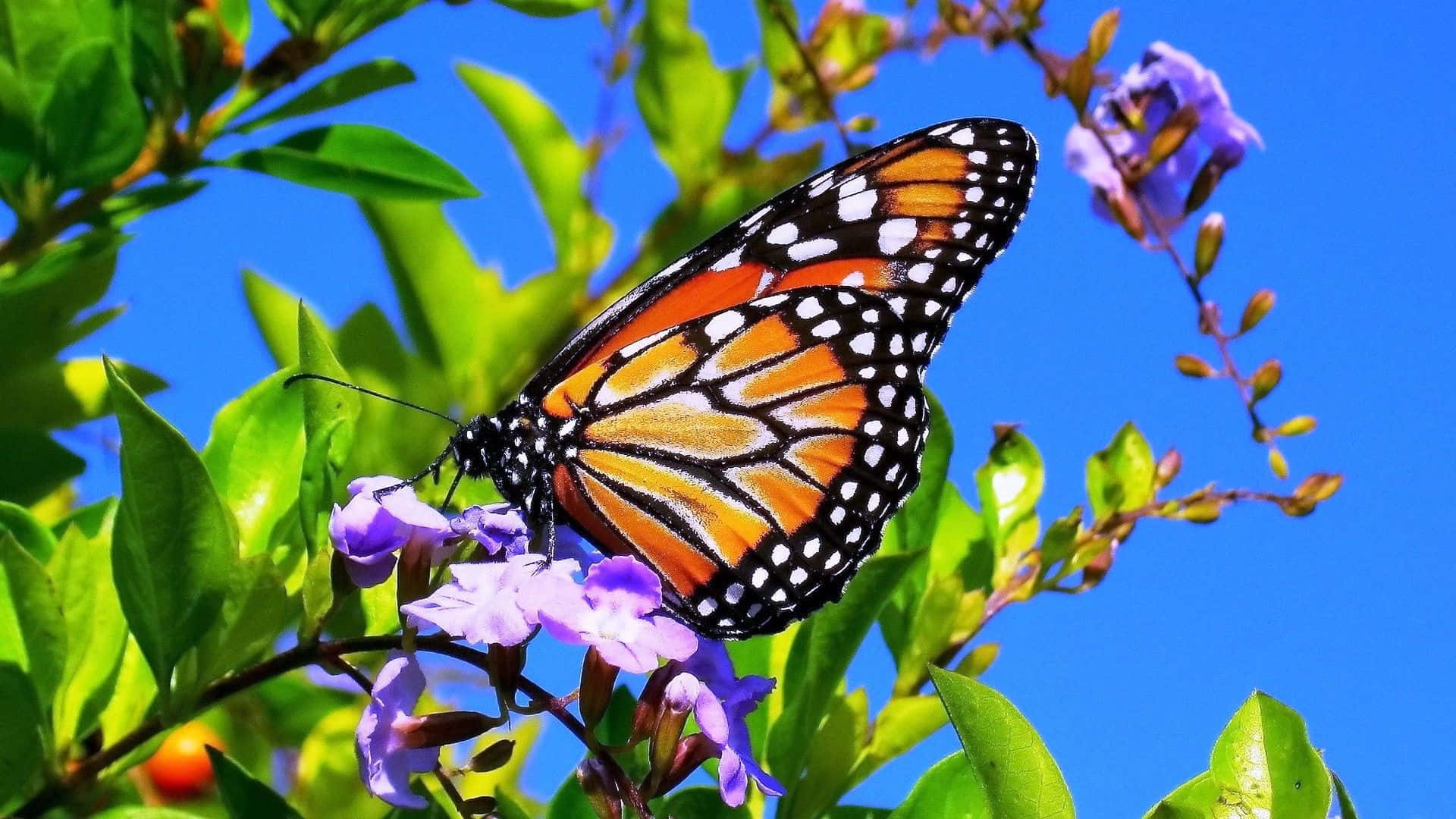 Närbildpå Färgglada Fjärilar På Ett Löv