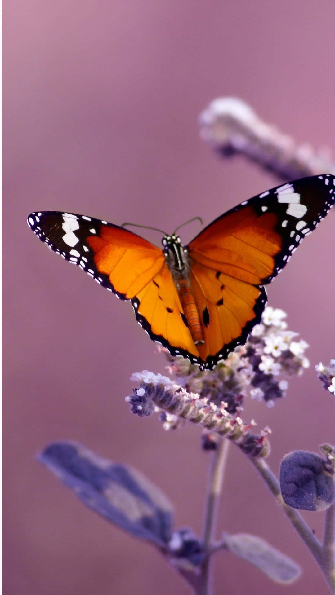 "Beauty in Flight: A Majestic Monarch Butterfly"