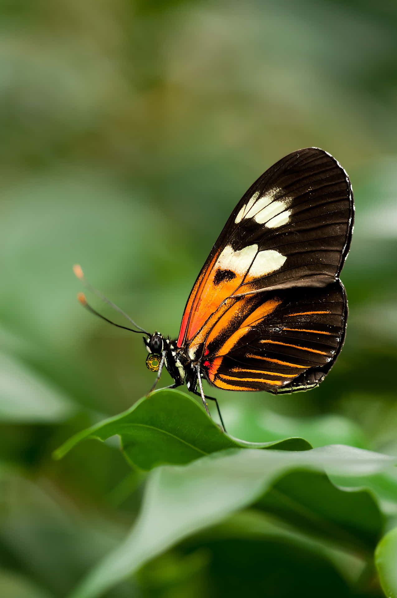 a butterfly is sitting on a leaf