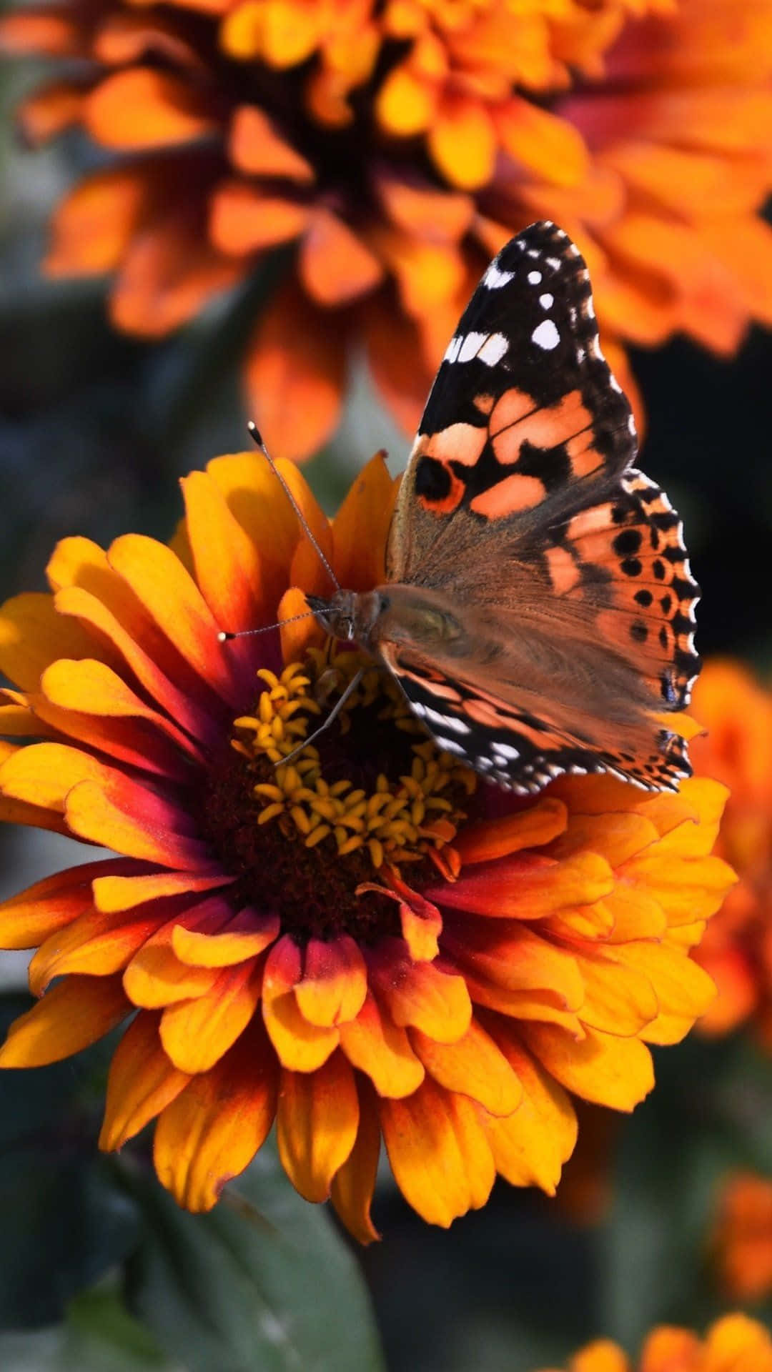 A colorful display of butterflies