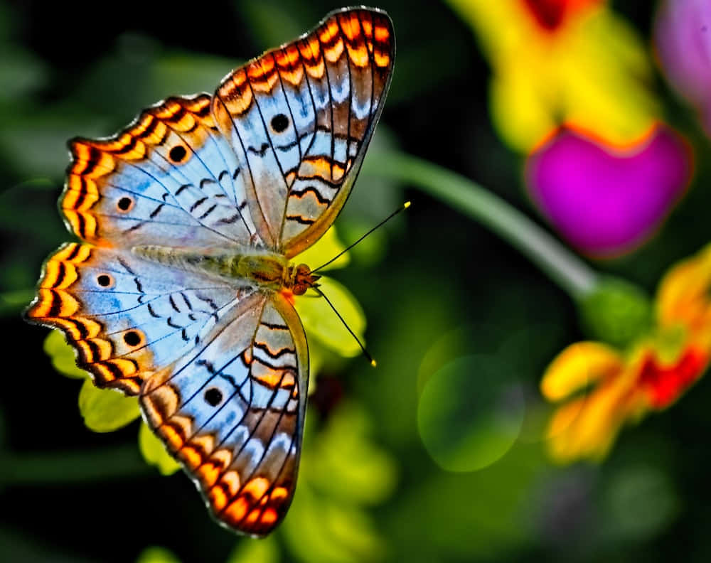 Butterflies Pictures