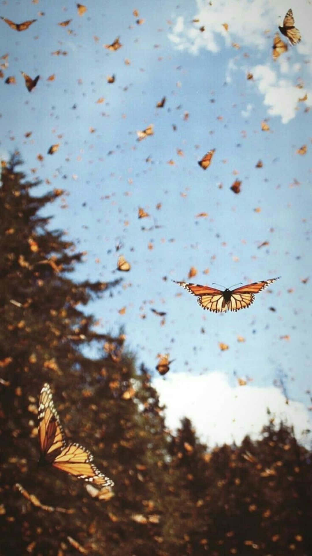 Butterflies Pictures