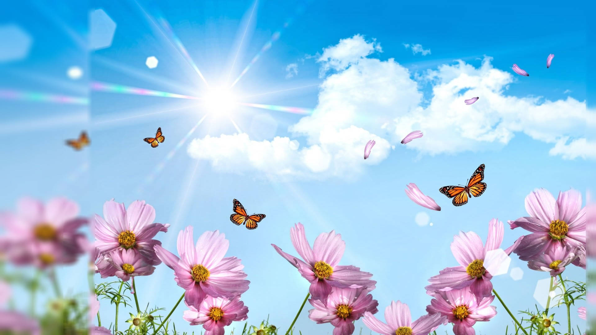 Butterflies Summer Desktop Wallpaper