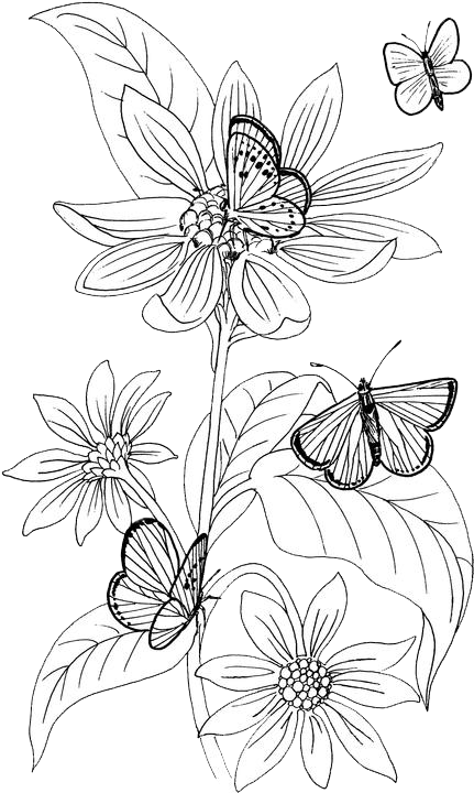 Butterfliesand Flowers Sketch PNG