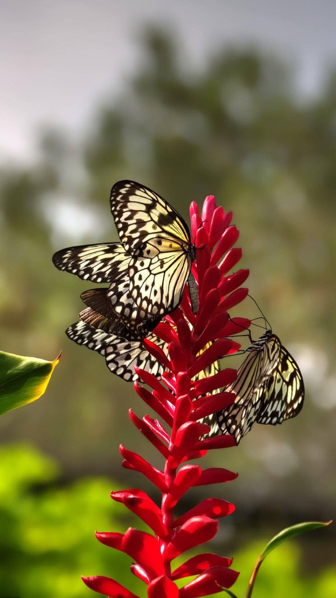 Estéticade Mariposas Sobre Una Flor Roja Fondo de pantalla