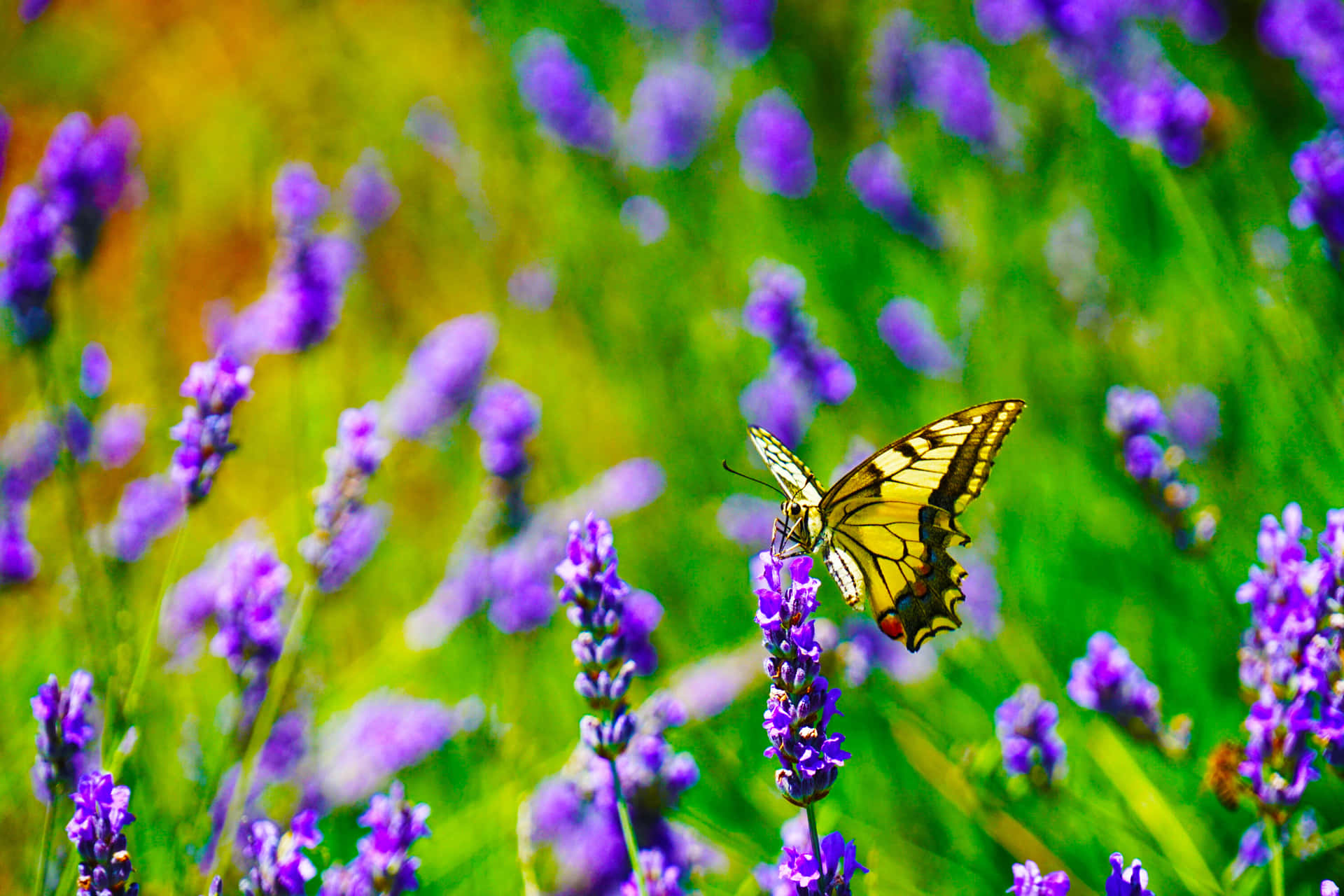 Einzarter Schmetterling Ruht Auf Bunten Blütenblättern.