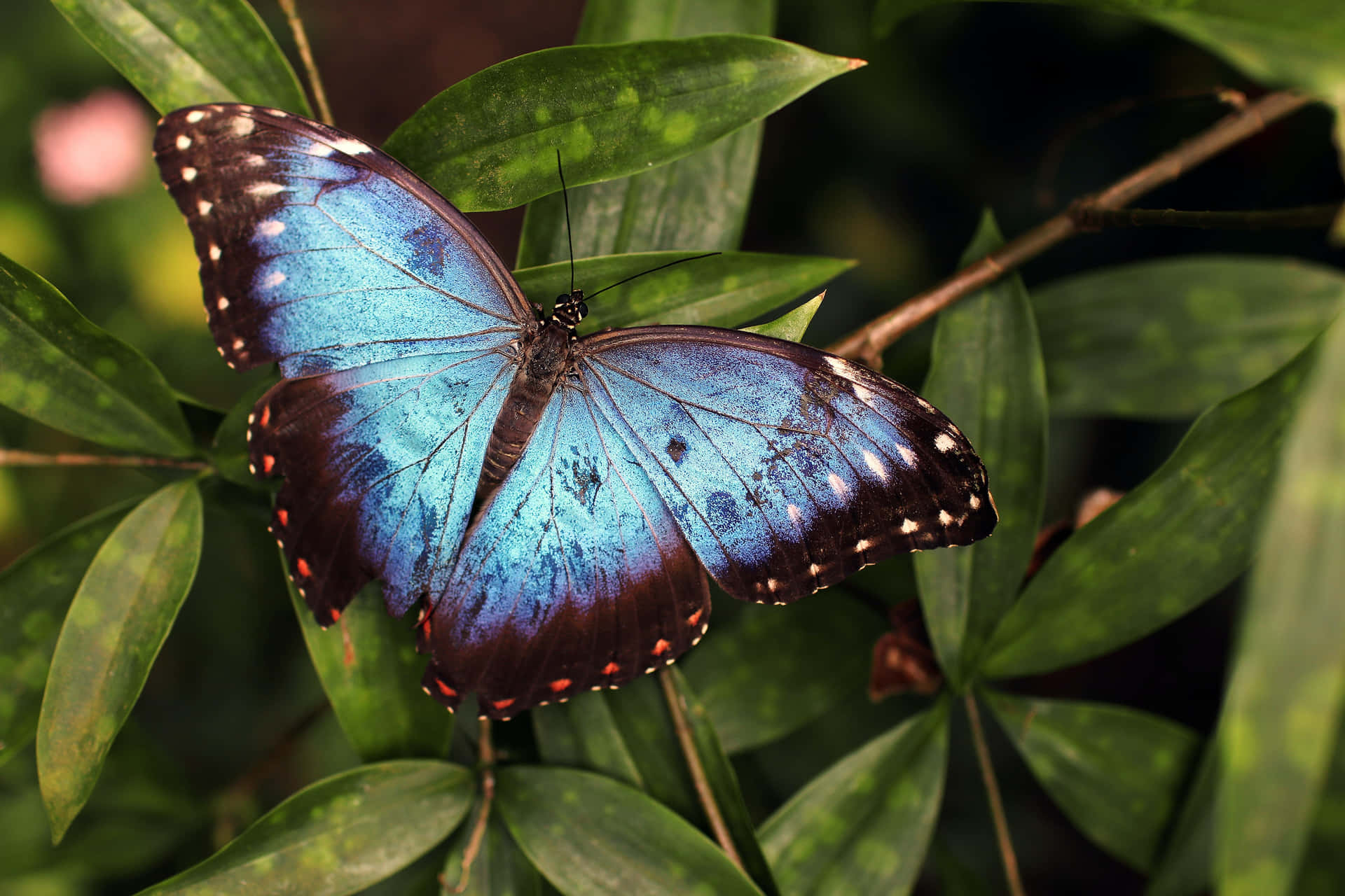 Be graceful like a butterfly.