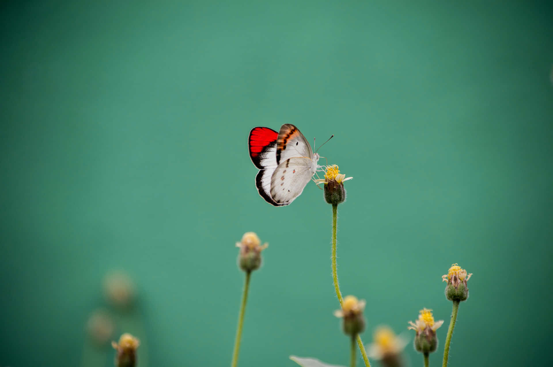 Einschöner Schmetterling In Einem Meer Lebendiger Farben.