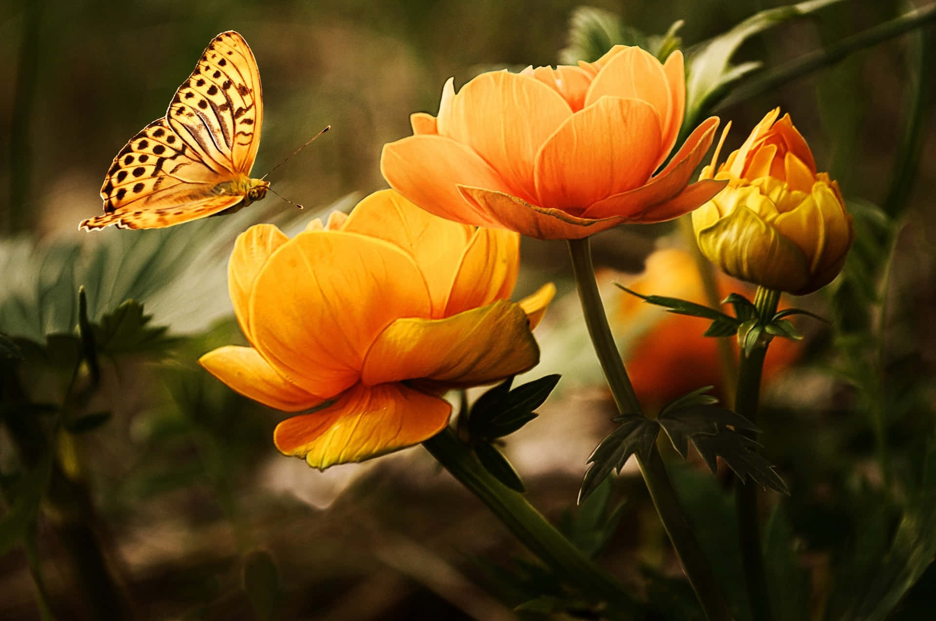 A Butterfly Is Flying Over The Flowers