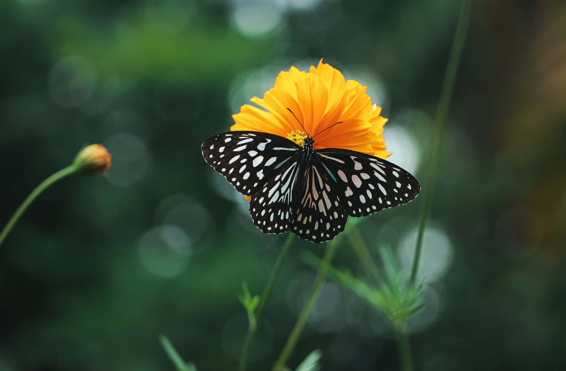 Oplysdin Dag Med Skønheden Og Magien Af ​​en Monark Sommerfugl