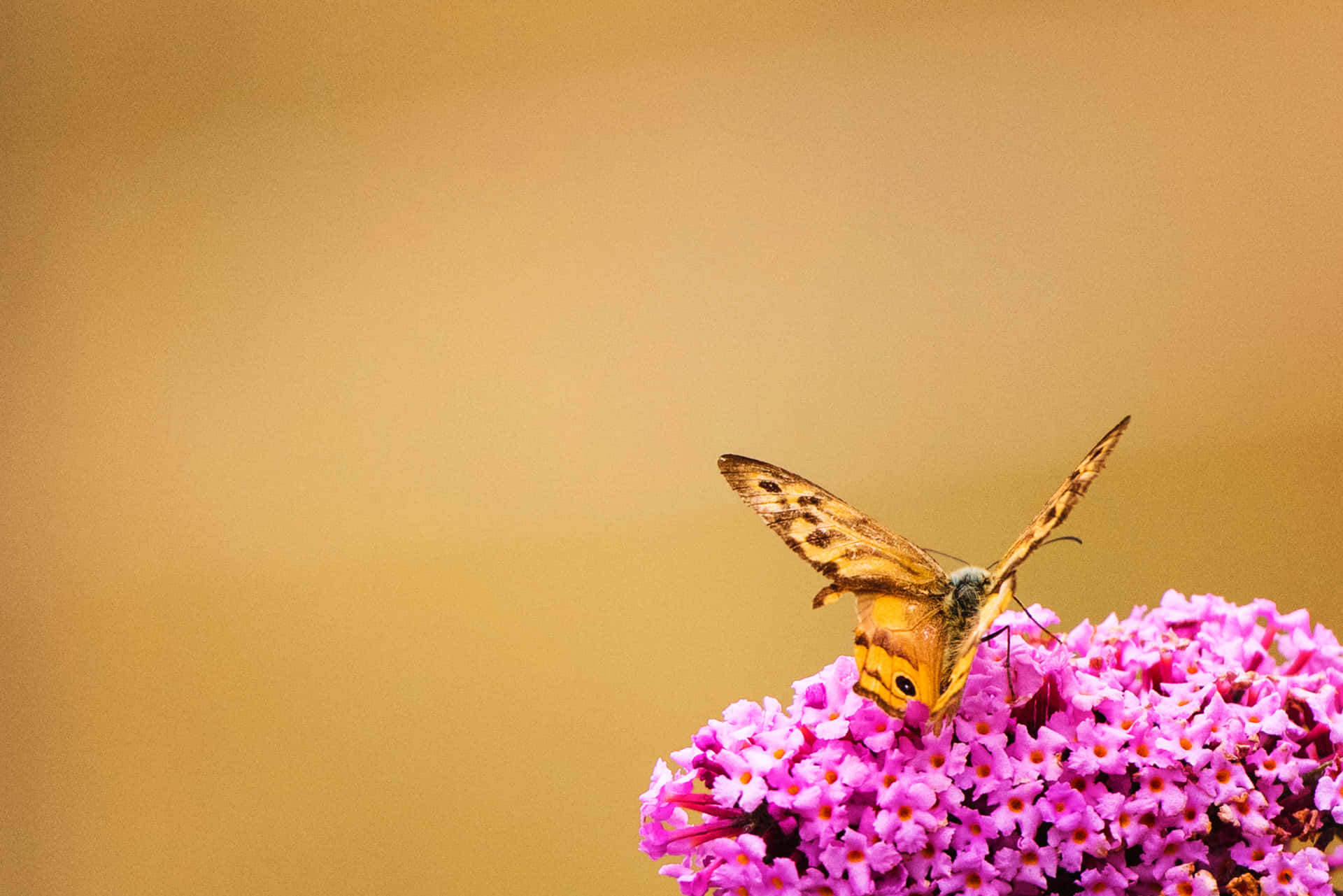Goditila Bellezza Dell'estetica Delle Farfalle!