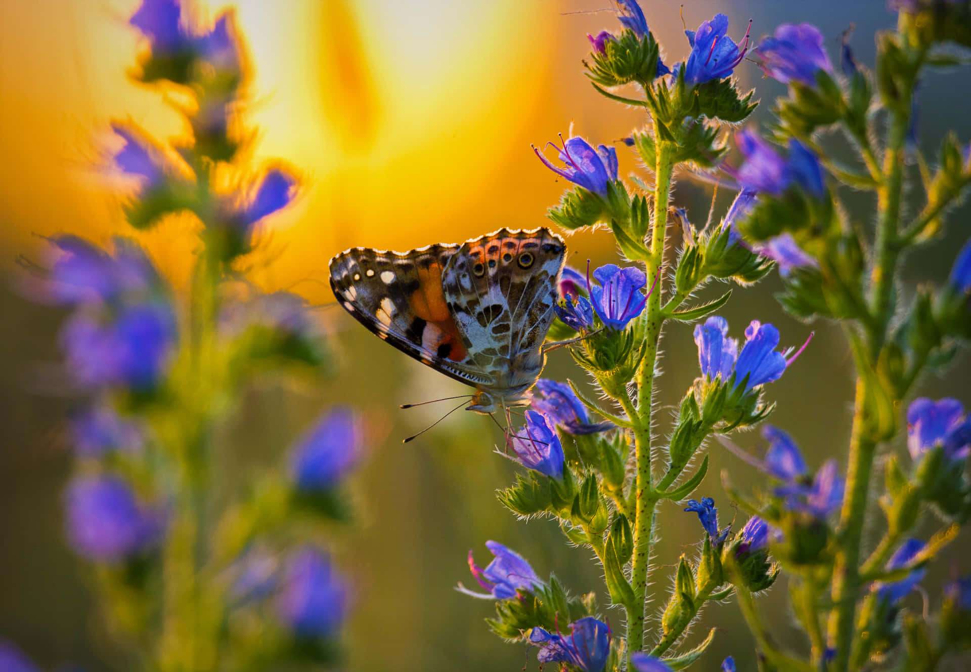 Låtskönheten Av Fjärilar Fylla Dig Med Glädje.