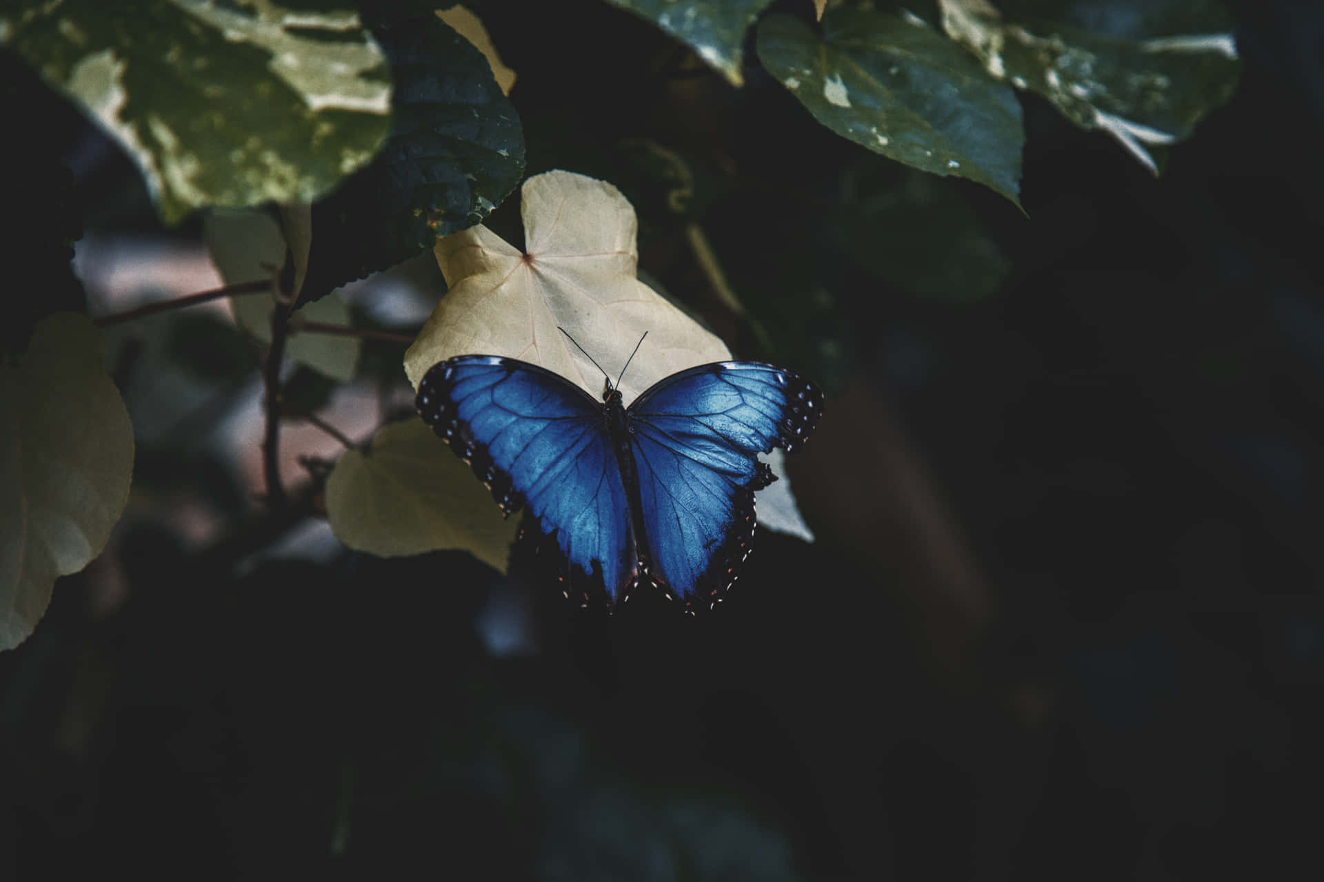 Erlebensie Die Schönheit Des Schmetterlings!