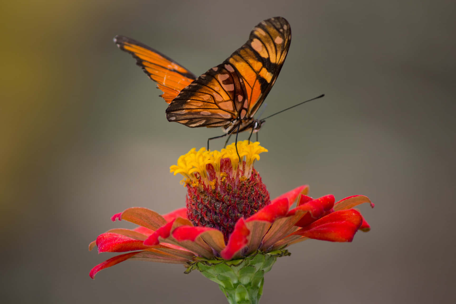 Schmetterlingsästhetikbilder