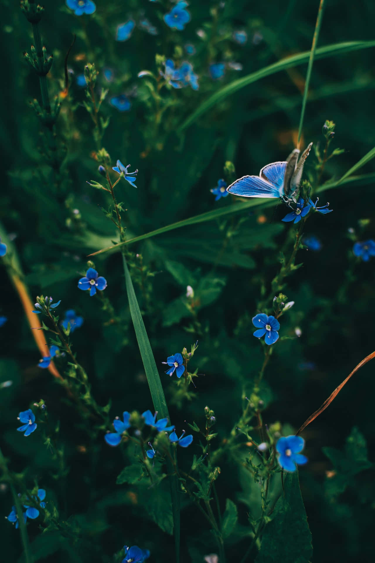 Schmetterlingund Blaue Blumen Handy Wallpaper