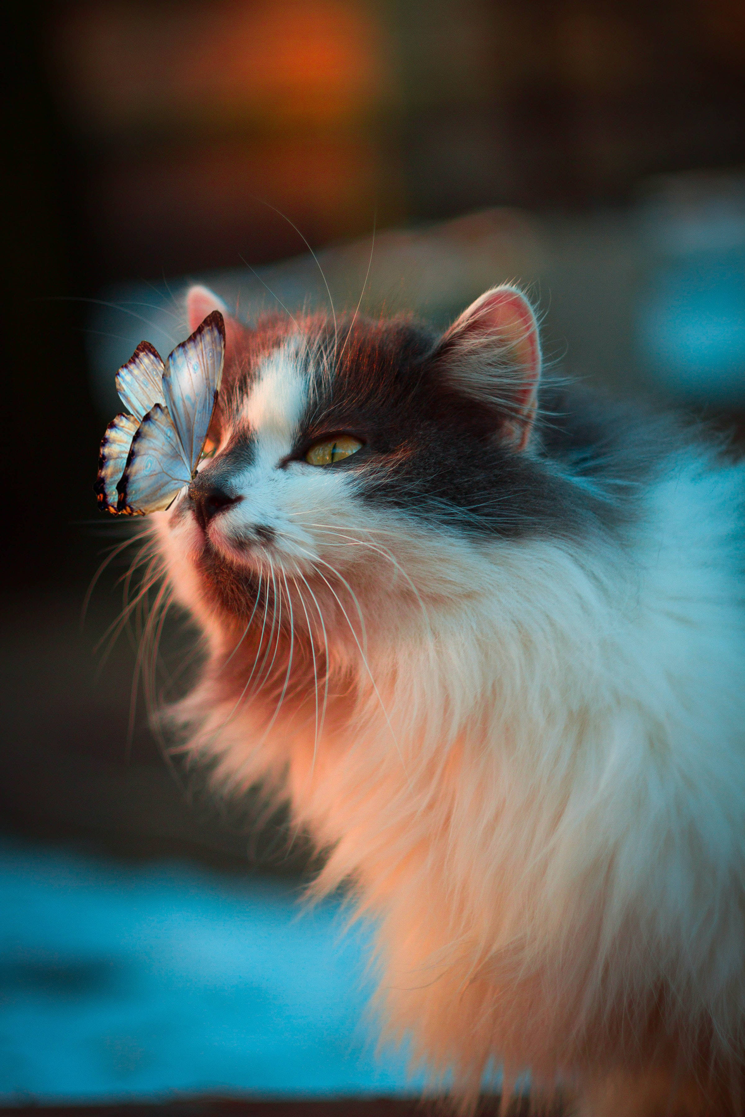 Butterfly And Norwegian Forest Cat Pfp Background