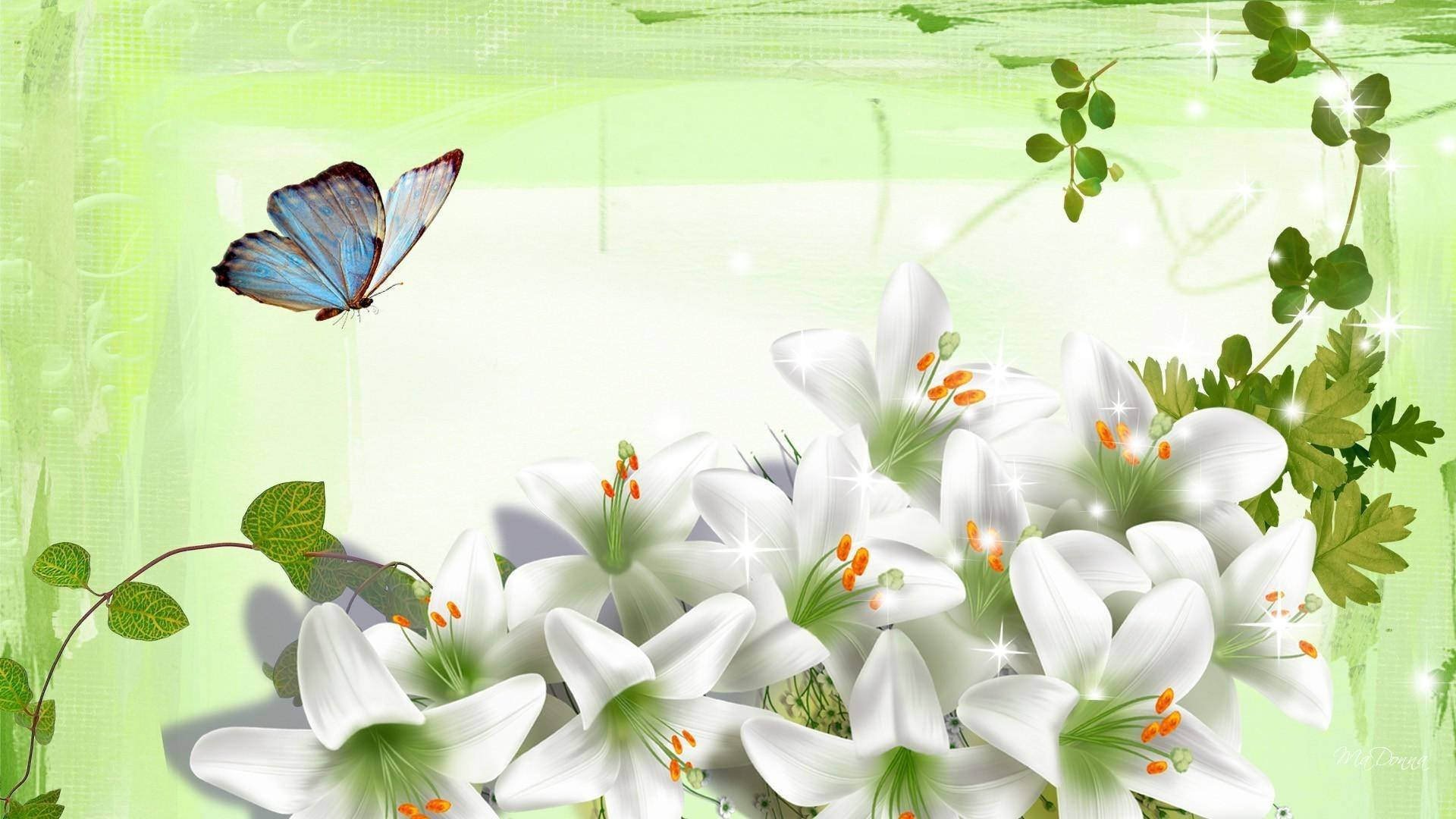 Download Butterfly And White Lily Flowers Wallpaper 