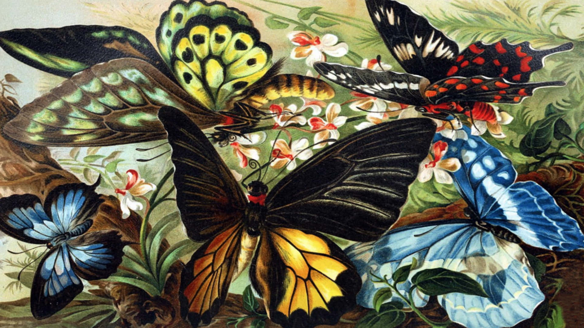 “Abstract Butterfly Art” Wallpaper