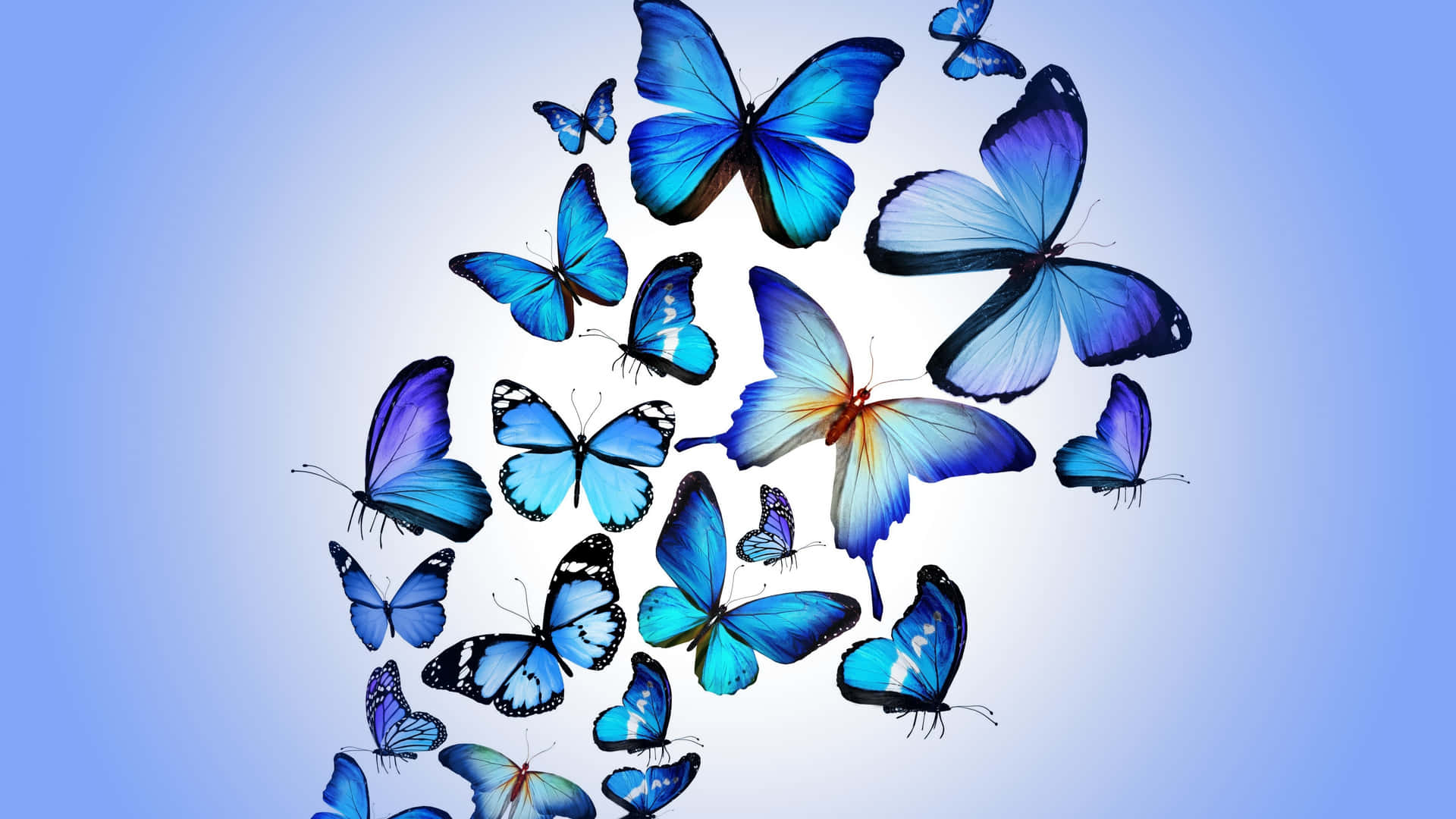 Beautiful Butterfly Art" Wallpaper